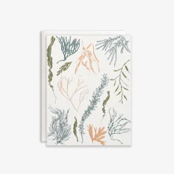 Atlantic Seaweeds Card