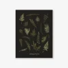 Endangered Ferns Art Print