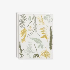Pacific Seaweeds Card