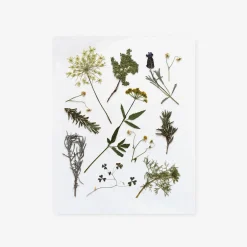Pressed Herb Sprigs Art Print