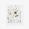 Pressed Italian Wild Sprigs Art Print