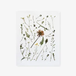 Pressed Italian Wild Sprigs Art Print