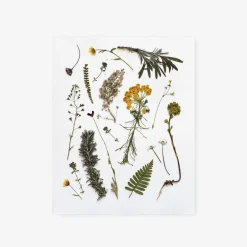 Pressed Olive Grove Pretties Art Print