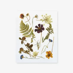 Pressed Wildflowers Art Print