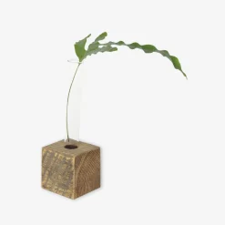 Propagation Vase : Single