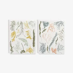 Seaweeds of the Atlantic + Pacific Box Set